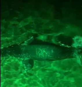 Bodrum'da Akdeniz foku gece kulübüne geldi haberi