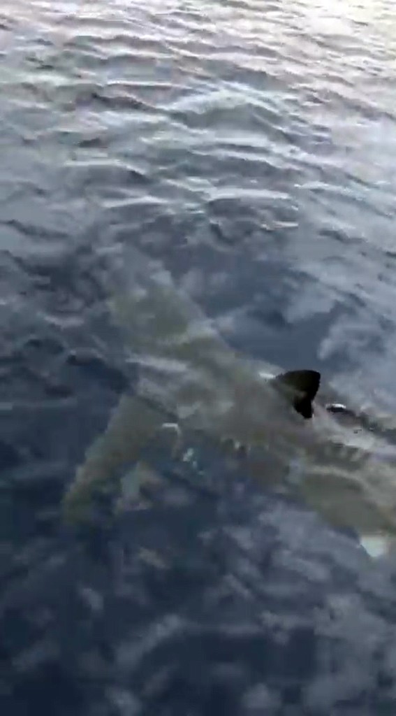  Bodrum'da dev köpek balığı görüntülendi haberi