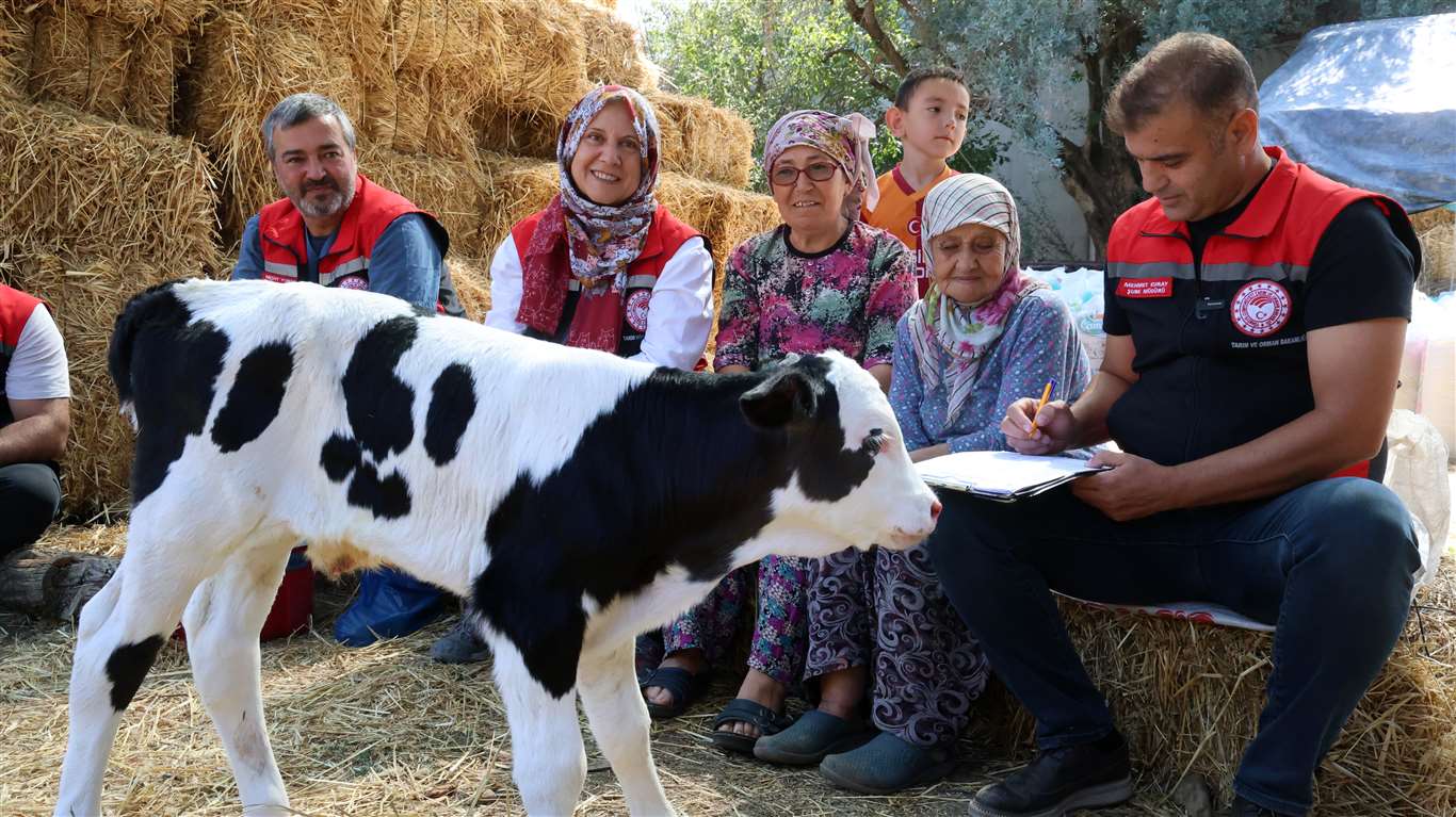    Muğla'da yeni doğan buzağılar için seferberlik başladı haberi