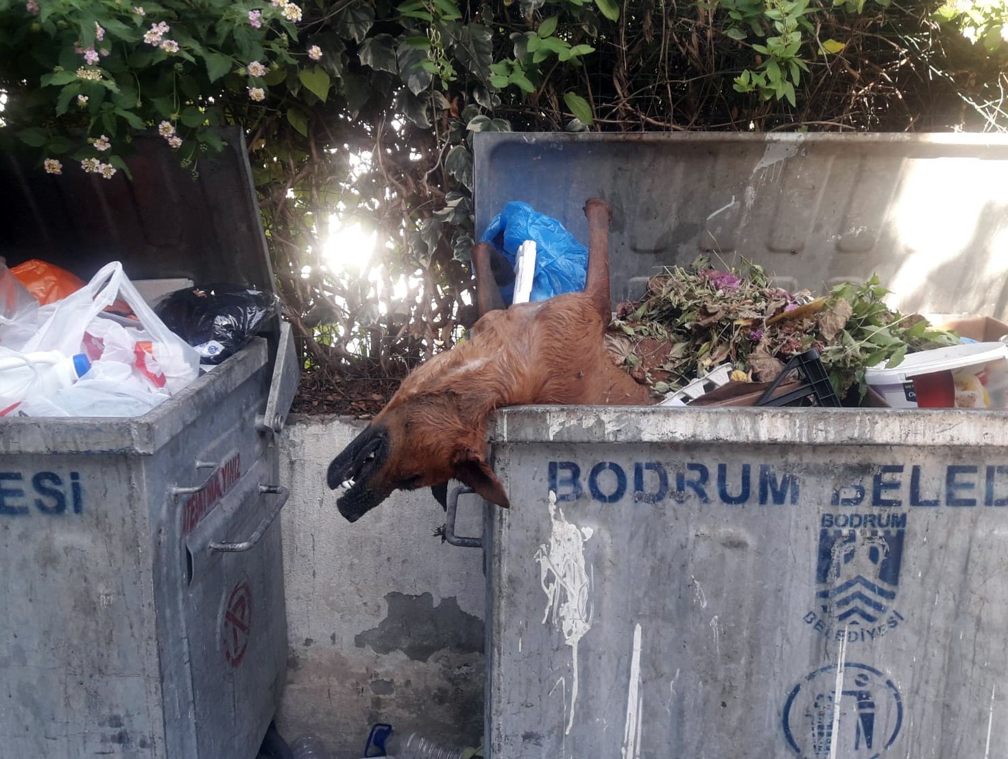 Öldürülüp çöpe atılan köpekler Bodrum’u ayağa kaldırdı haberi