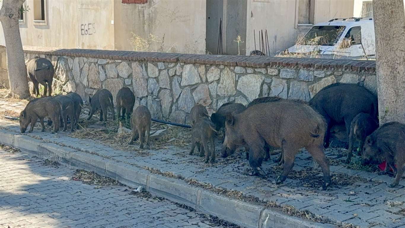 Domuz sürüsü gündüz vakti mahalleye indi haberi