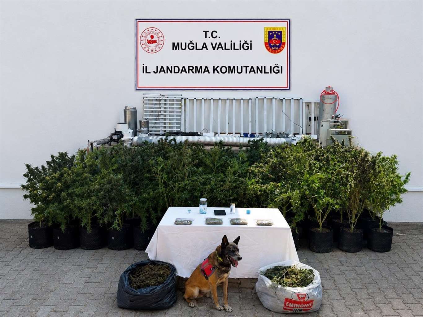  56 kök kenevir ve 10 kilo skunk ele geçirildi haberi