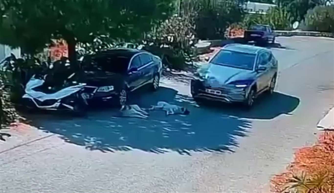 Otomobiliyle köpeklerin üzerinden geçti haberi