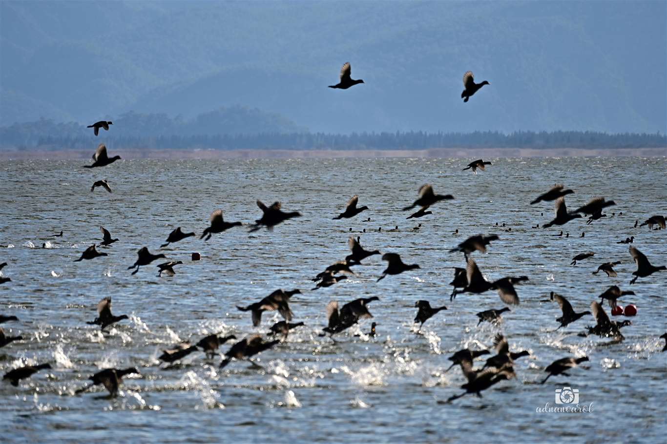 Köyceğiz Gölü'ne akın eden sakarmeke kuşları renkli görüntüler oluşturdu haberi