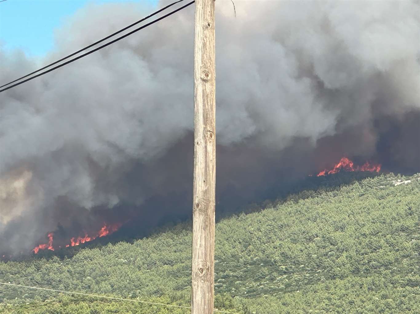 Milas'ta orman yangını haberi