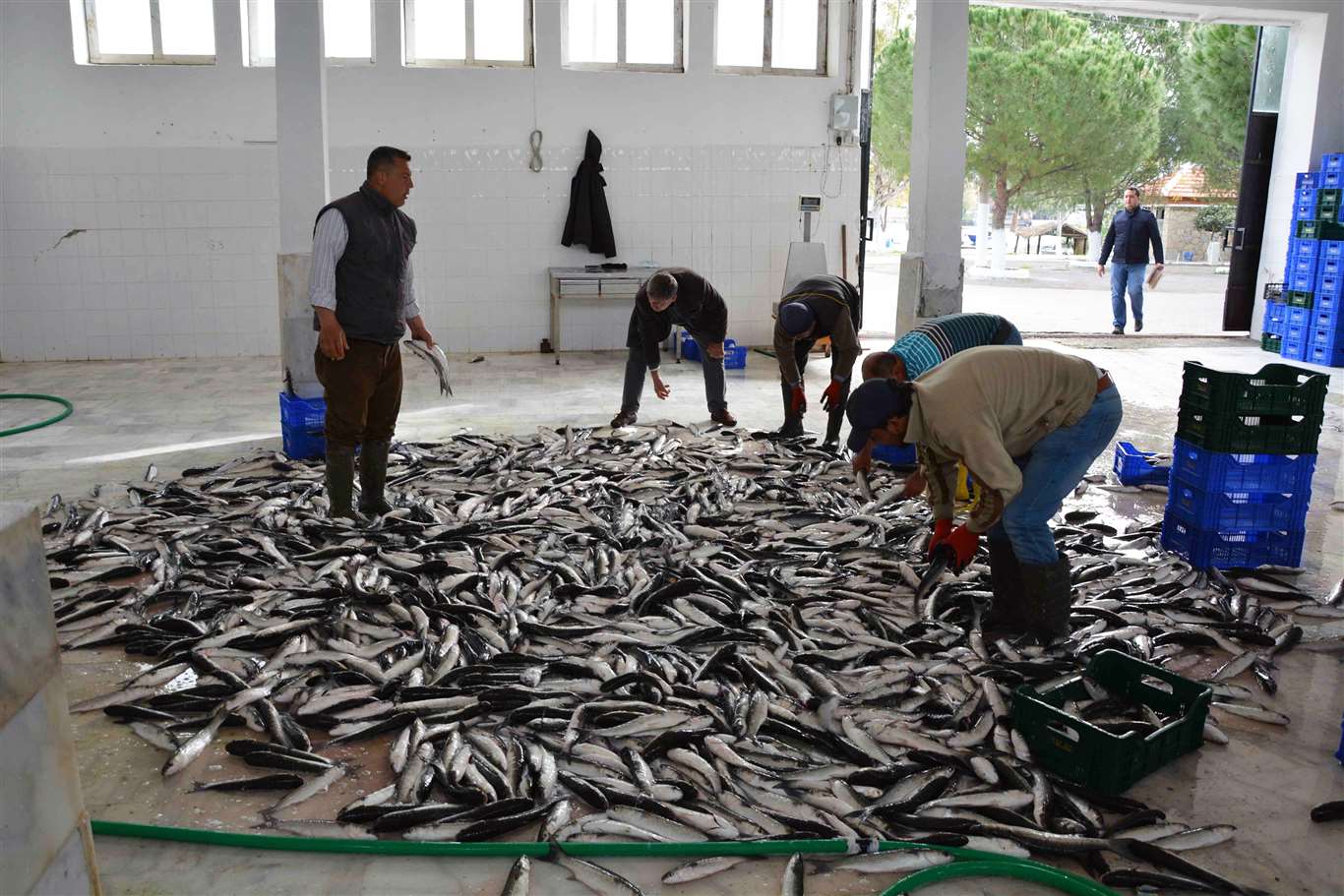 Muğla’nın ihracatında su ürünleri, zeytin ve madencilik öne çıkıyor haberi