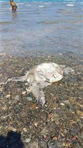 Ula'da sahilde Caretta Caretta bulundu haberi