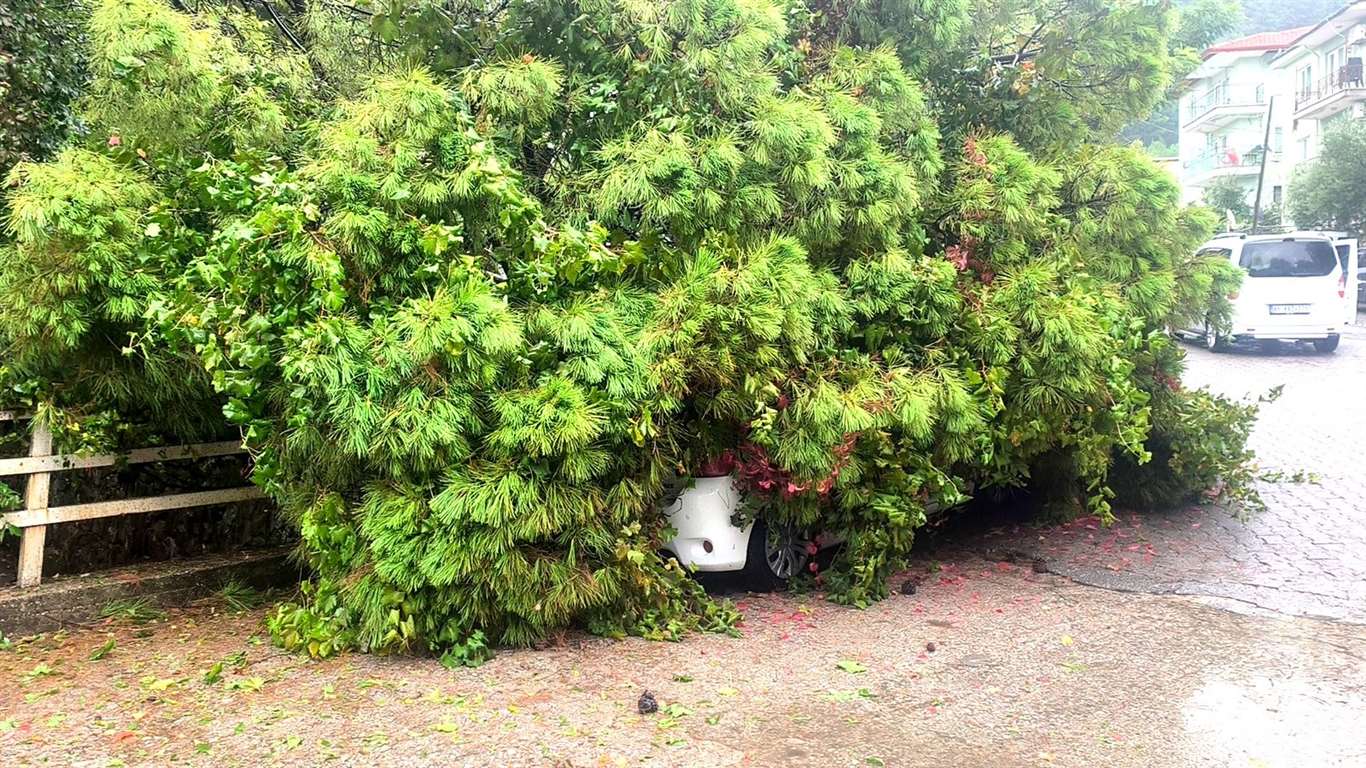 Muğla’da yağış nedeniyle çam ağacı otomobilin üzerine devrildi haberi
