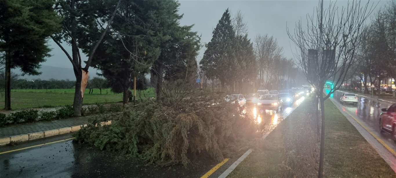Menteşe'de şiddetli fırtınada ağaç devrildi, trafik durdu haberi