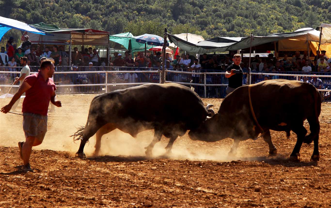       İspanya değil Muğla haberi