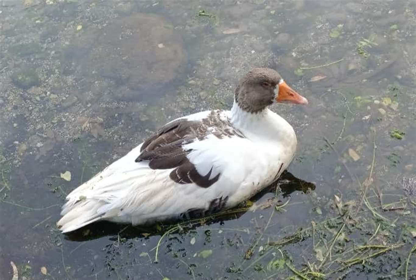 Akyaka Kadın Azmağı'nda kuş gribi alarmı haberi