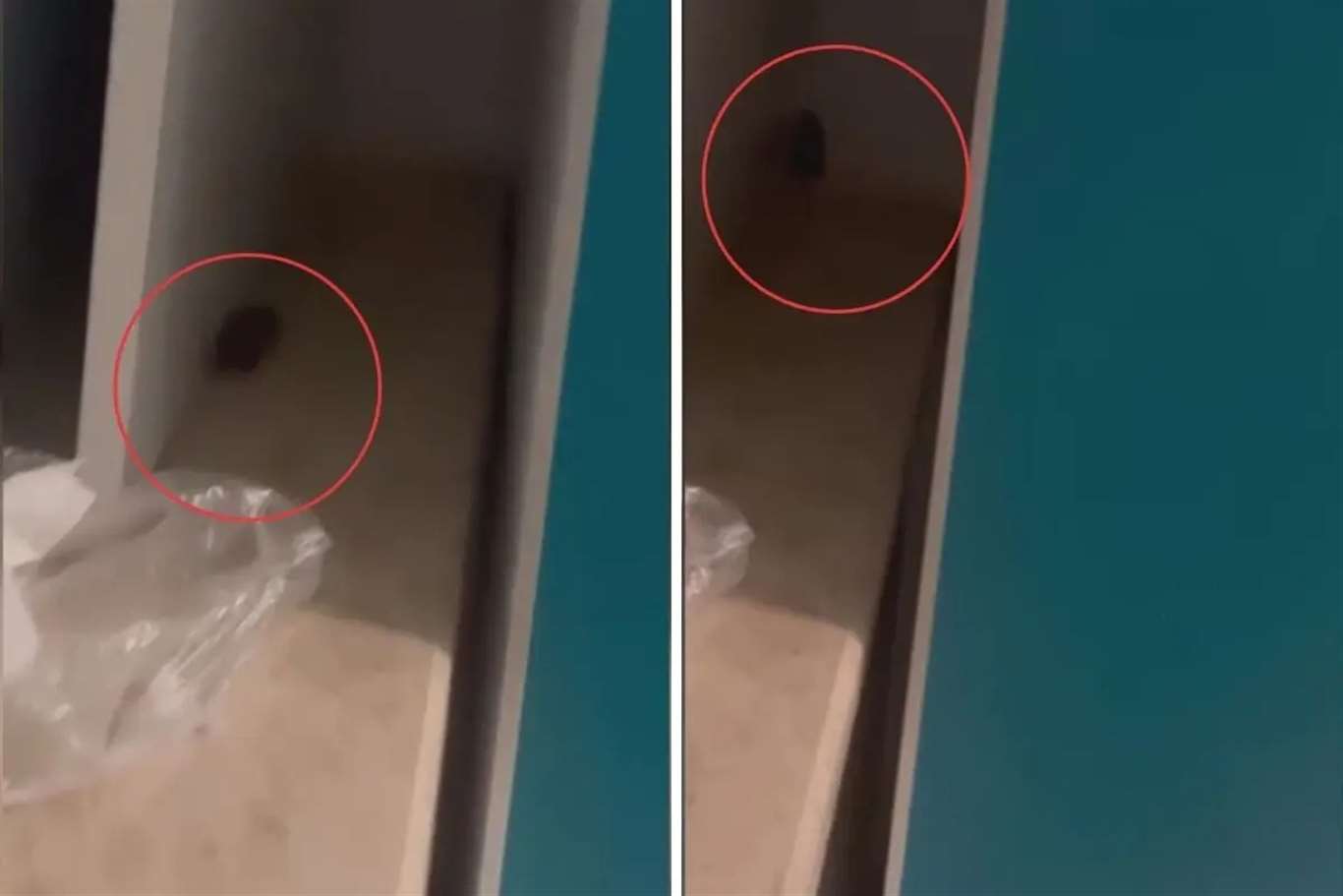 Muğla Eğitim ve Araştırma Hastanesi'ndeki fare iddialarını TBMM'ye taşıdı haberi