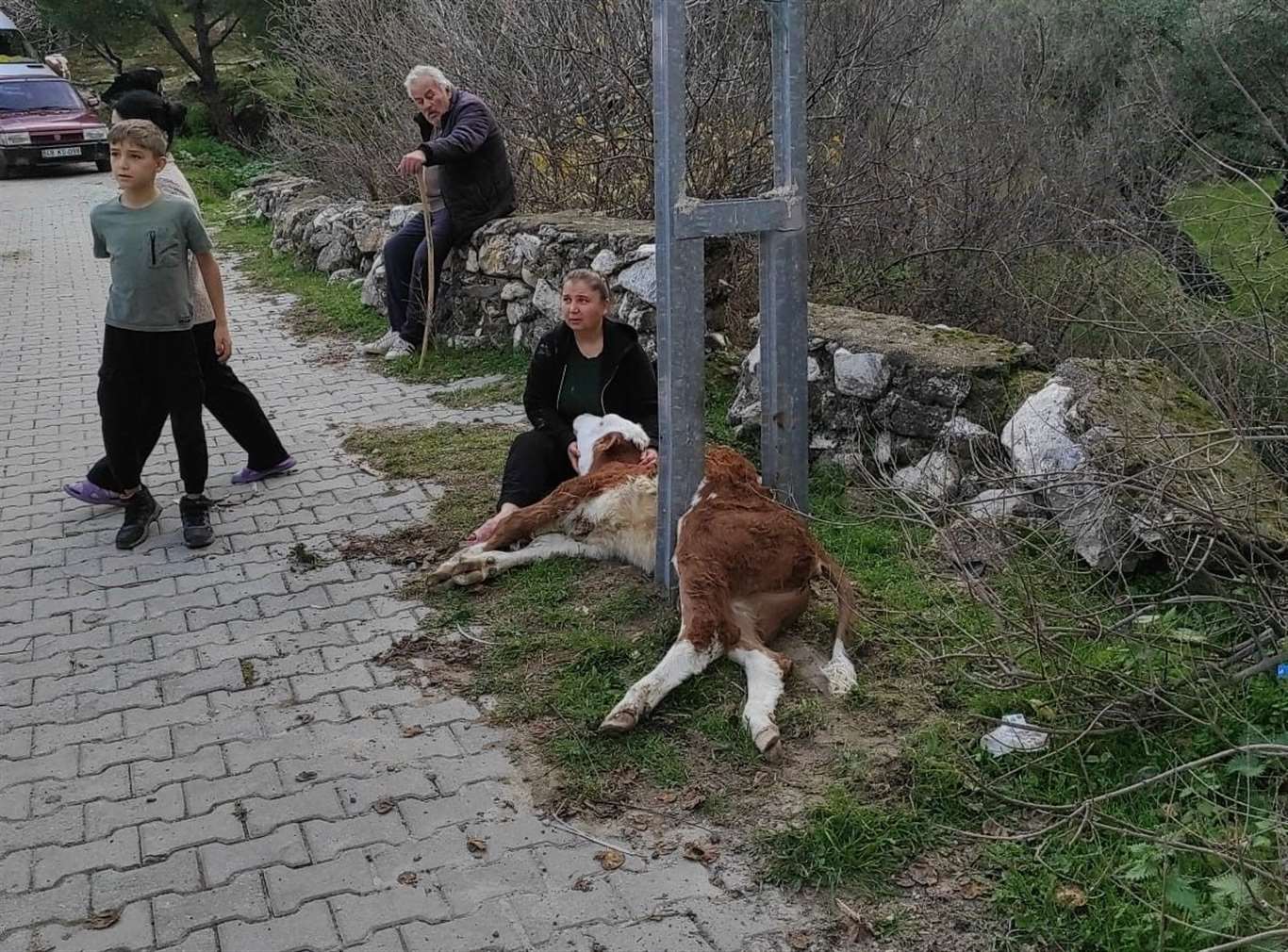  Aydınlatma direğine sıkışan buzağı kurtarıldı haberi