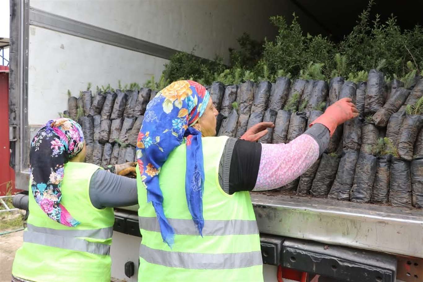Muğla'dan Azerbaycan'a fidan desteği haberi