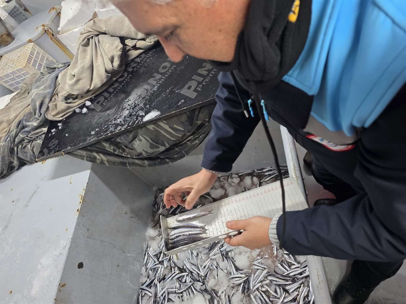 Balık stokları gelecek için yakından izleniyor haberi