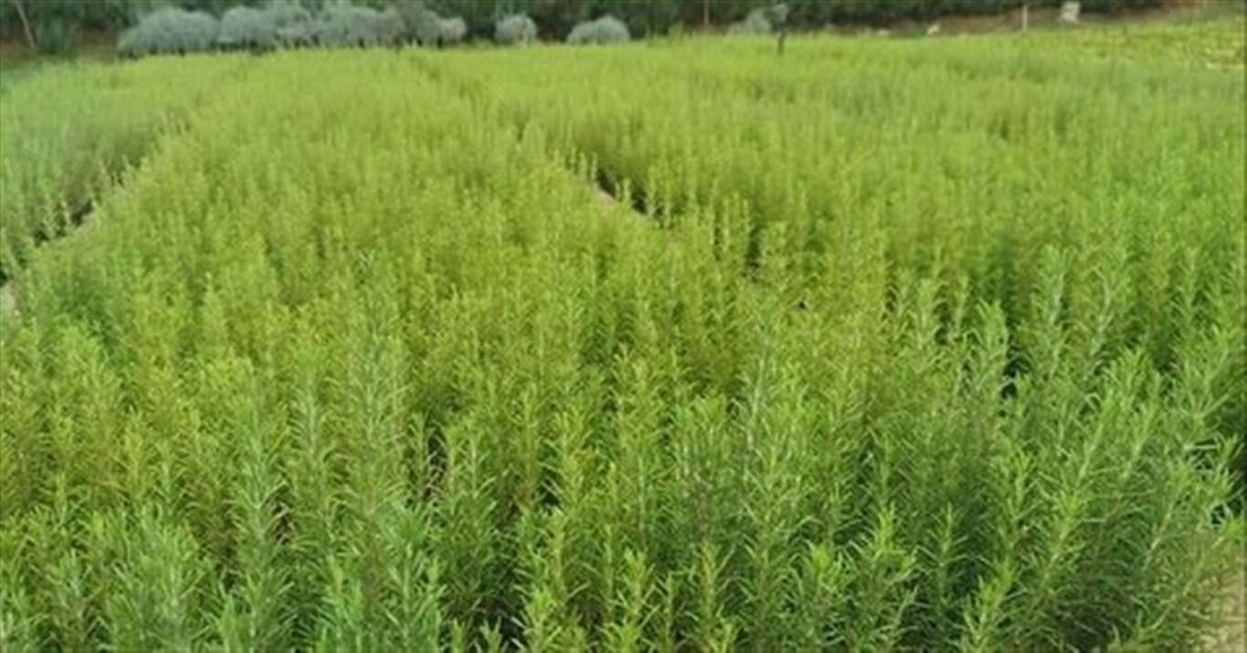    Muğla'da atıl araziler biberiye ile canlanıyor haberi