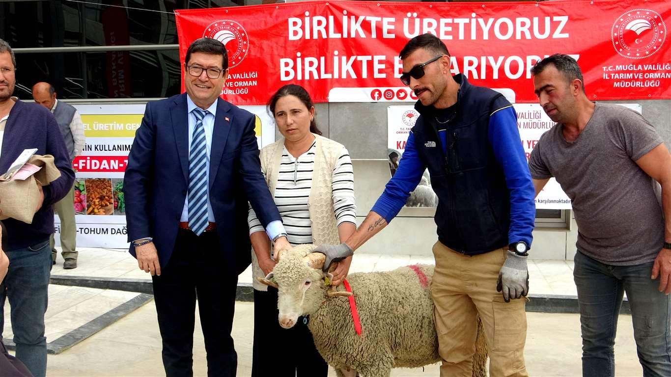 Muğla'da 75 koç ve 625 kilogram yerfıstığı üreticilere dağıtıldı haberi