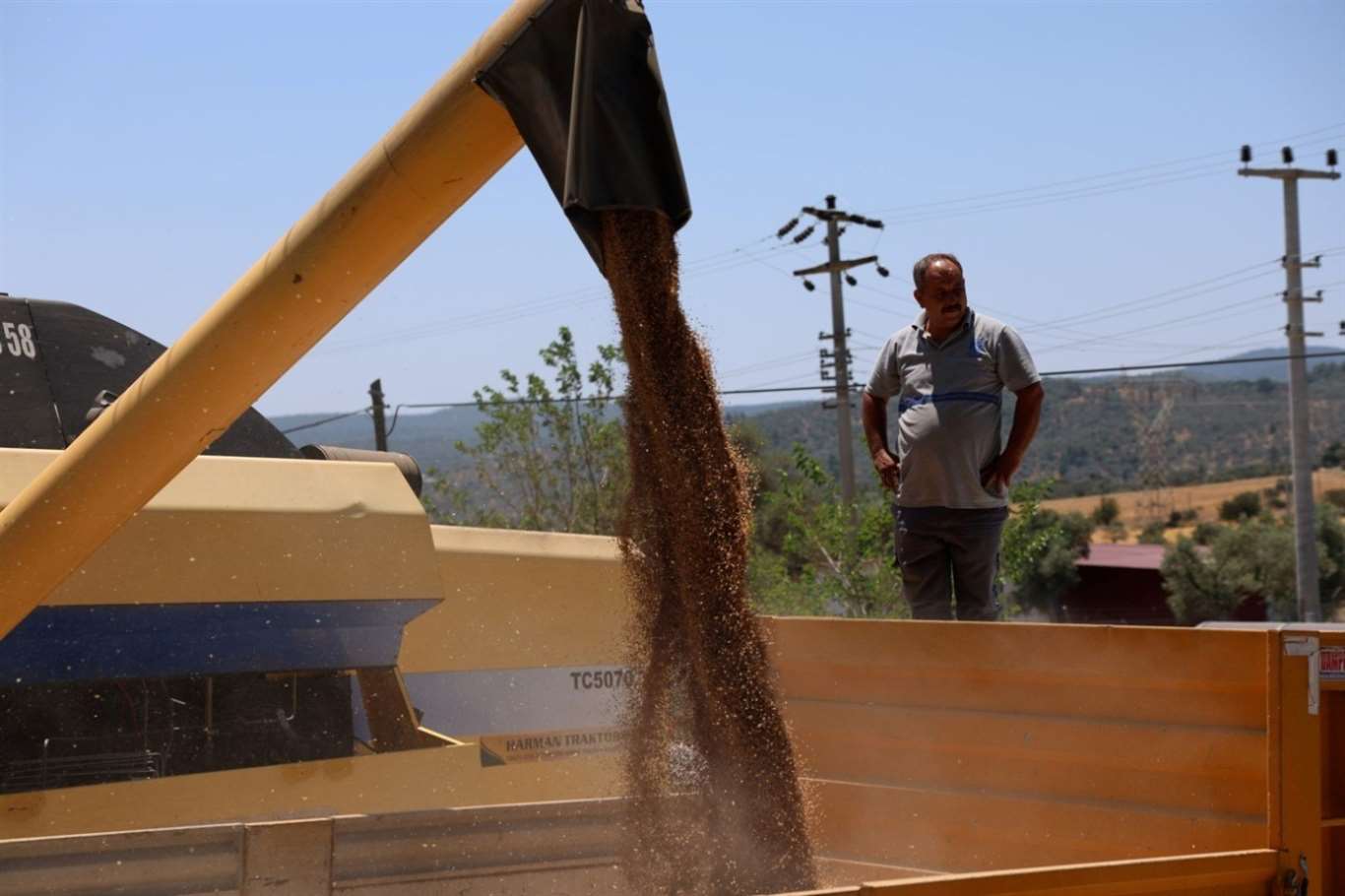   Bodrum Belediyesi'nden karakılçık buğdayı hasadı haberi