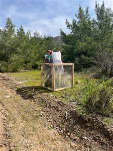 Çam kese böceğine tel kafesli önlem haberi