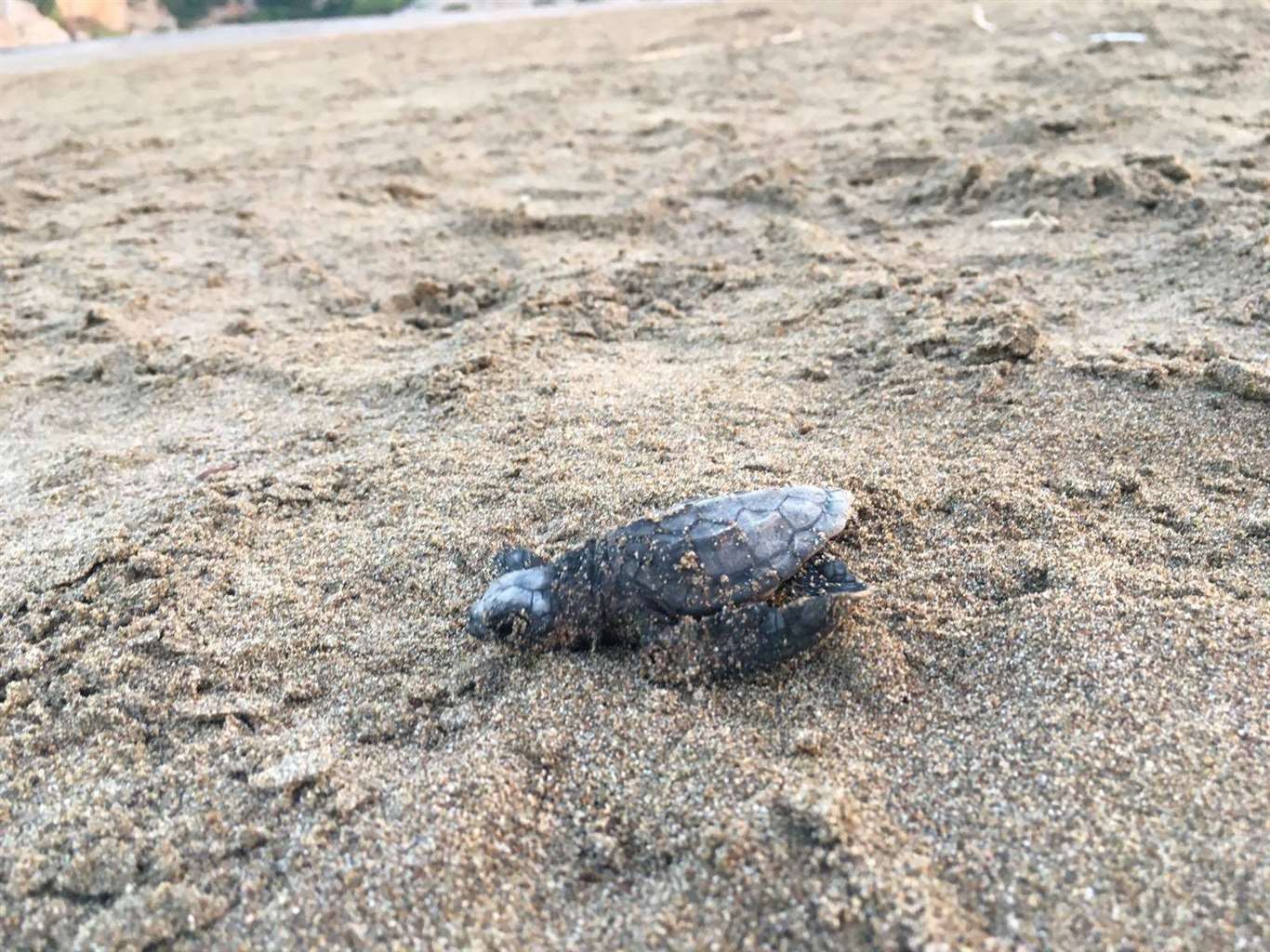       İztuzu Sahili'nde 30 bin caretta caretta yavrusu denizle buluştu haberi
