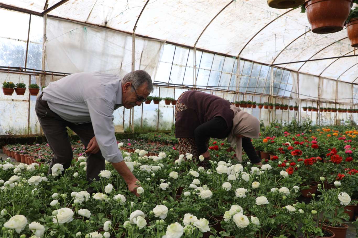 27 milyon 300 bin adet çiçek üretimi gerçekleştirildi haberi