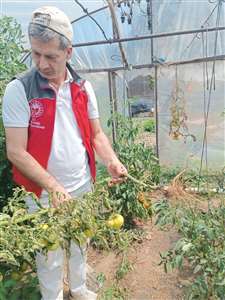  Menteşe'de çiftçilere hastalık ve zararlı kontrolü desteği haberi
