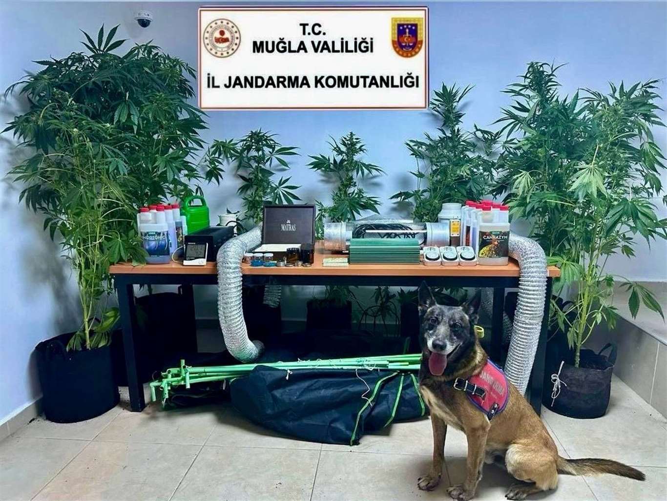 Evinde kenevir yetiştirdiği iddia edilen öğretmen gözaltında haberi