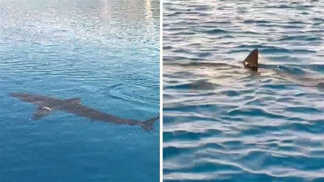 Gökova'daki köpek balığı görüntüsüne açıklama: 