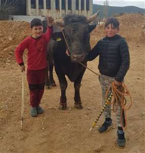  Boğa güreşleri tartışmalarına dernekten yanıt: 