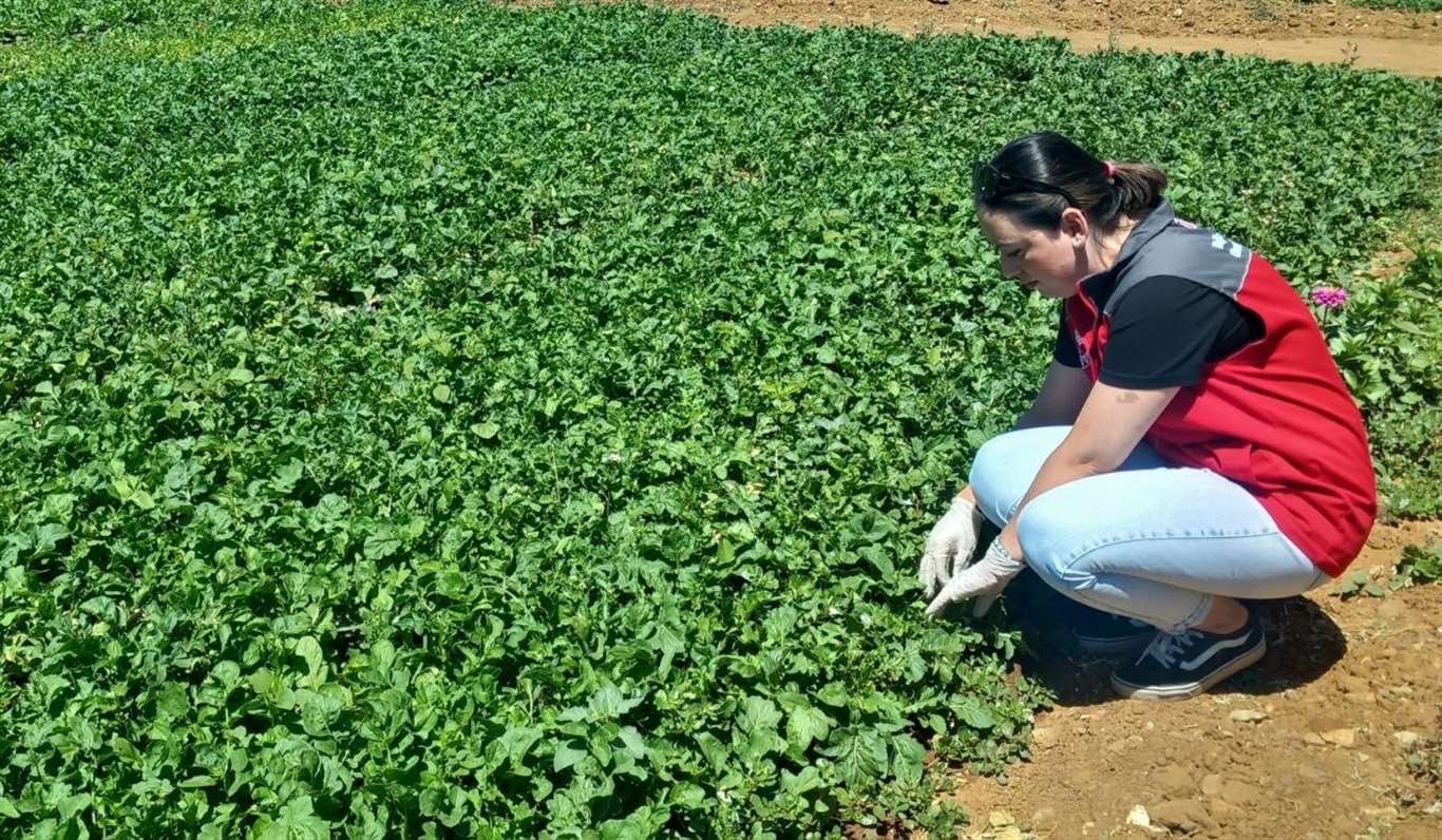 Hasat öncesi tarım ürünleri kontrolleri devam ediyor haberi