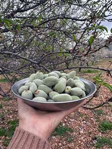 Datça'da ilk çağla hasadı başladı haberi