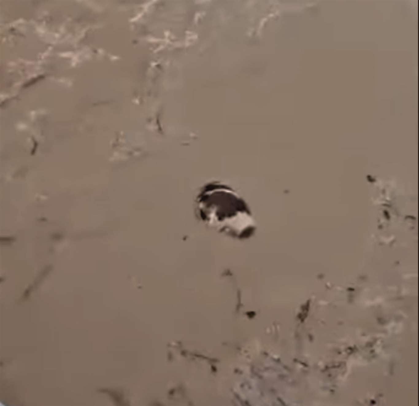 Yatağan Dipsiz Mevkii'nde bir inek sel sularına kapıldı haberi