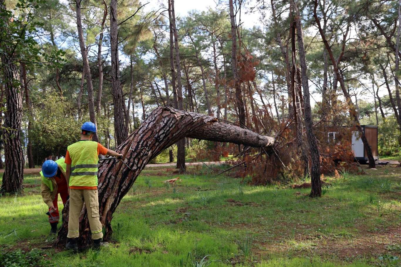      Orman kampında kuruyan ağaçlar işaretleniyor haberi