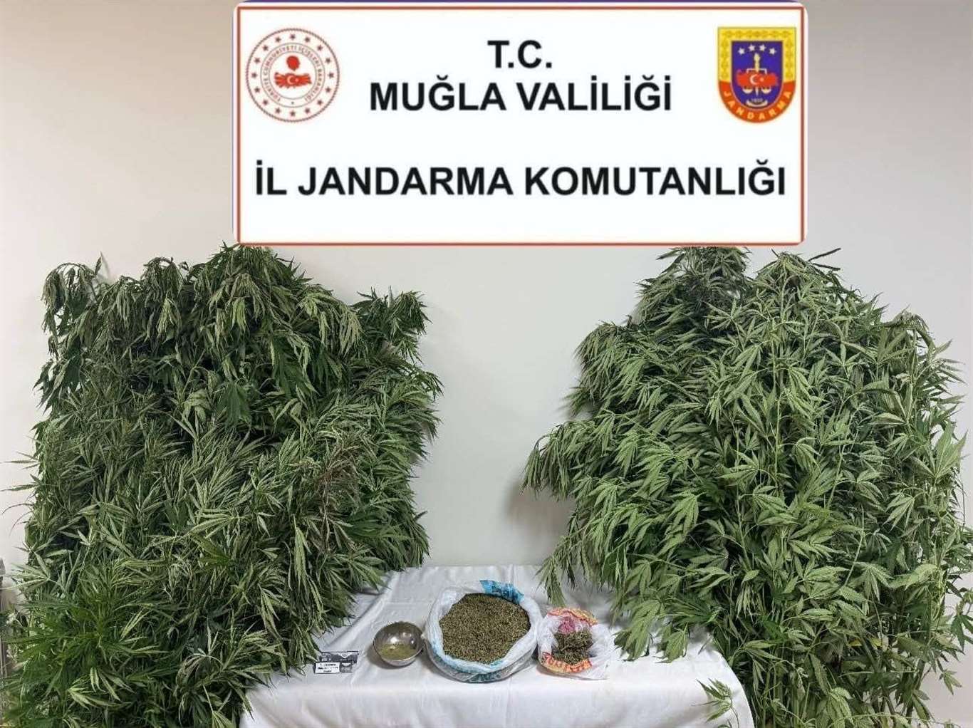 Karabağlar Yaylası'nda uyuşturucu operasyonu: 1 gözaltı haberi
