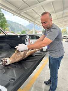  Seydikemer'de aracın çarptığı 