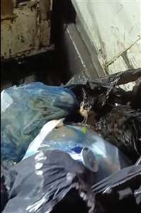 Kediyi poşete koyup çöpe attılar haberi