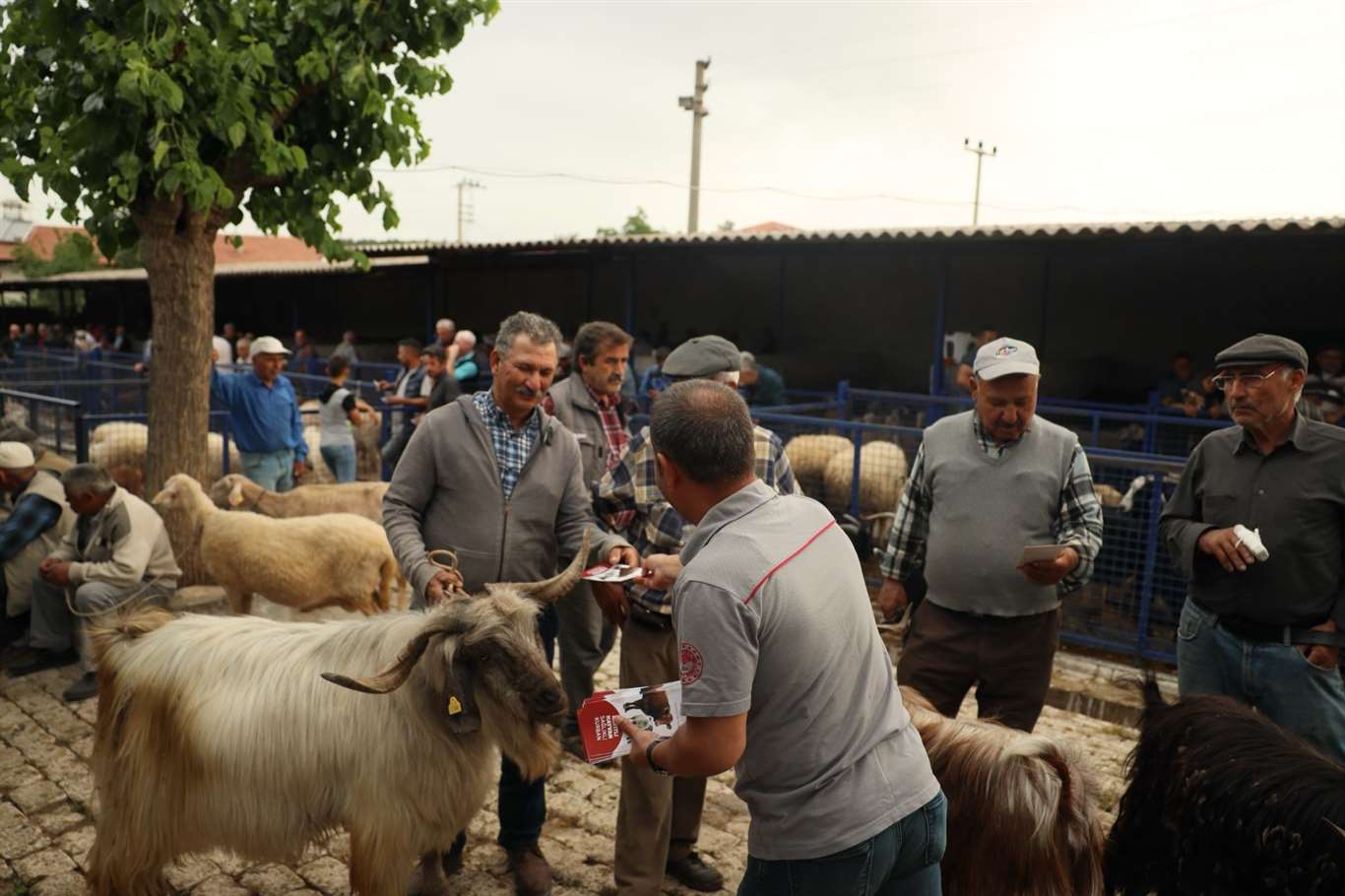  Muğla'da Kurban pazarlarında sıkı denetim haberi