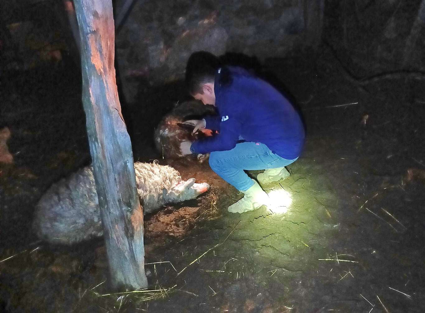 Menteşe'de kurt saldırısı: 3 koyun telef oldu haberi