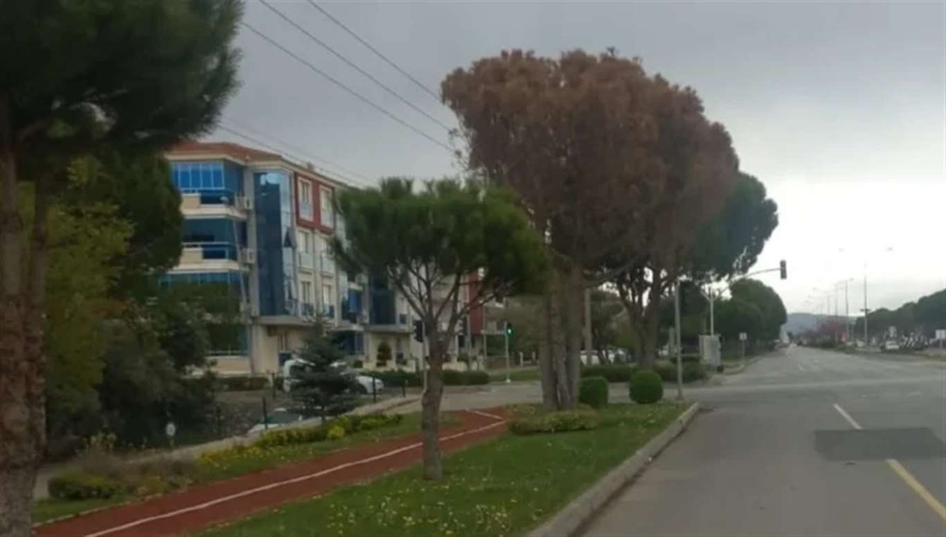 Menteşe Atatürk Bulvarı'nda kuruyan 4 çam ağacı kaldırılacak haberi