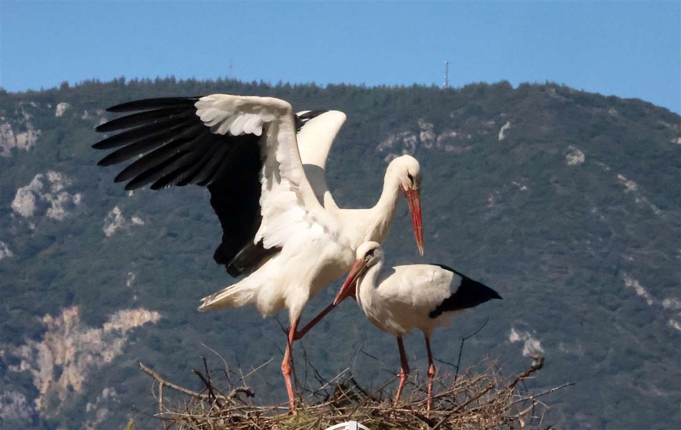 Bu da Leyleğin hırsızı haberi