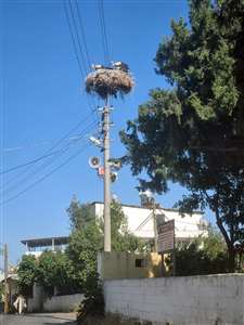 Leylekler için güvenli yuvalar oluşturuldu haberi