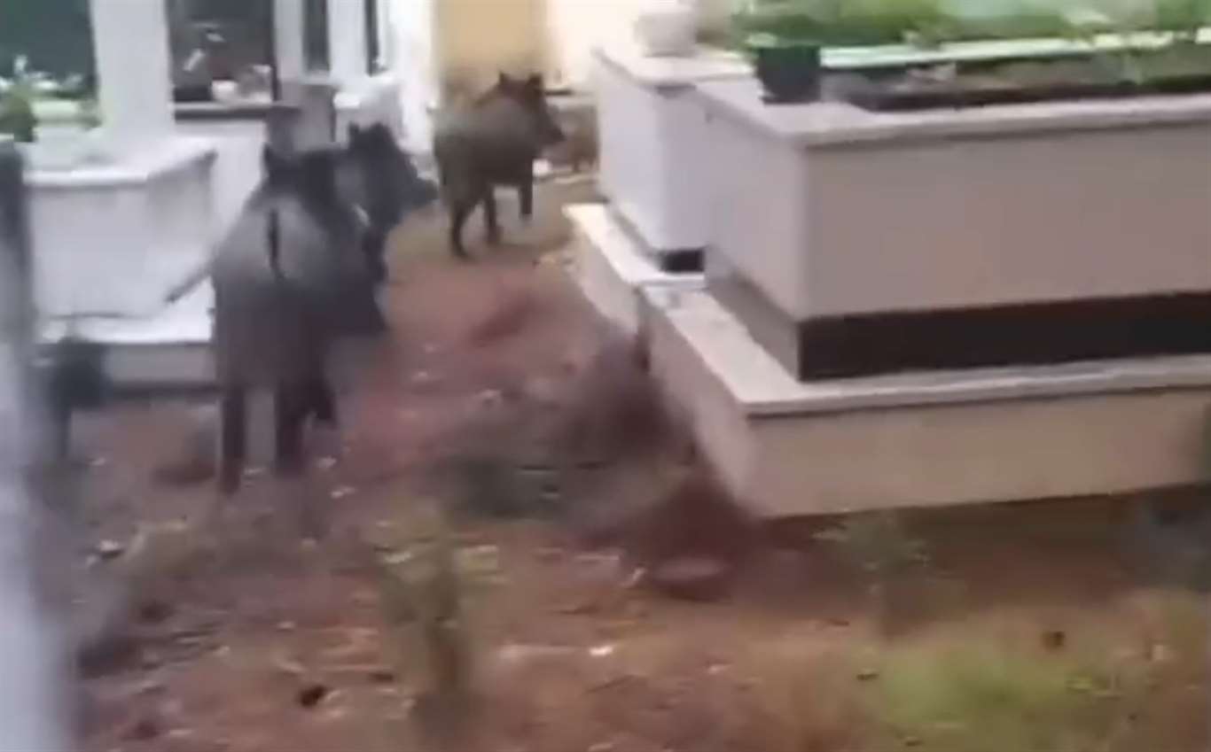    Marmaris'te yaban domuzu sorunu yeniden gündeme geldi haberi