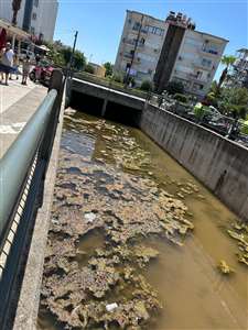    Marmaris'te derenin kötü kokusu ve kirliliği vatandaşı isyan ettirdi haberi