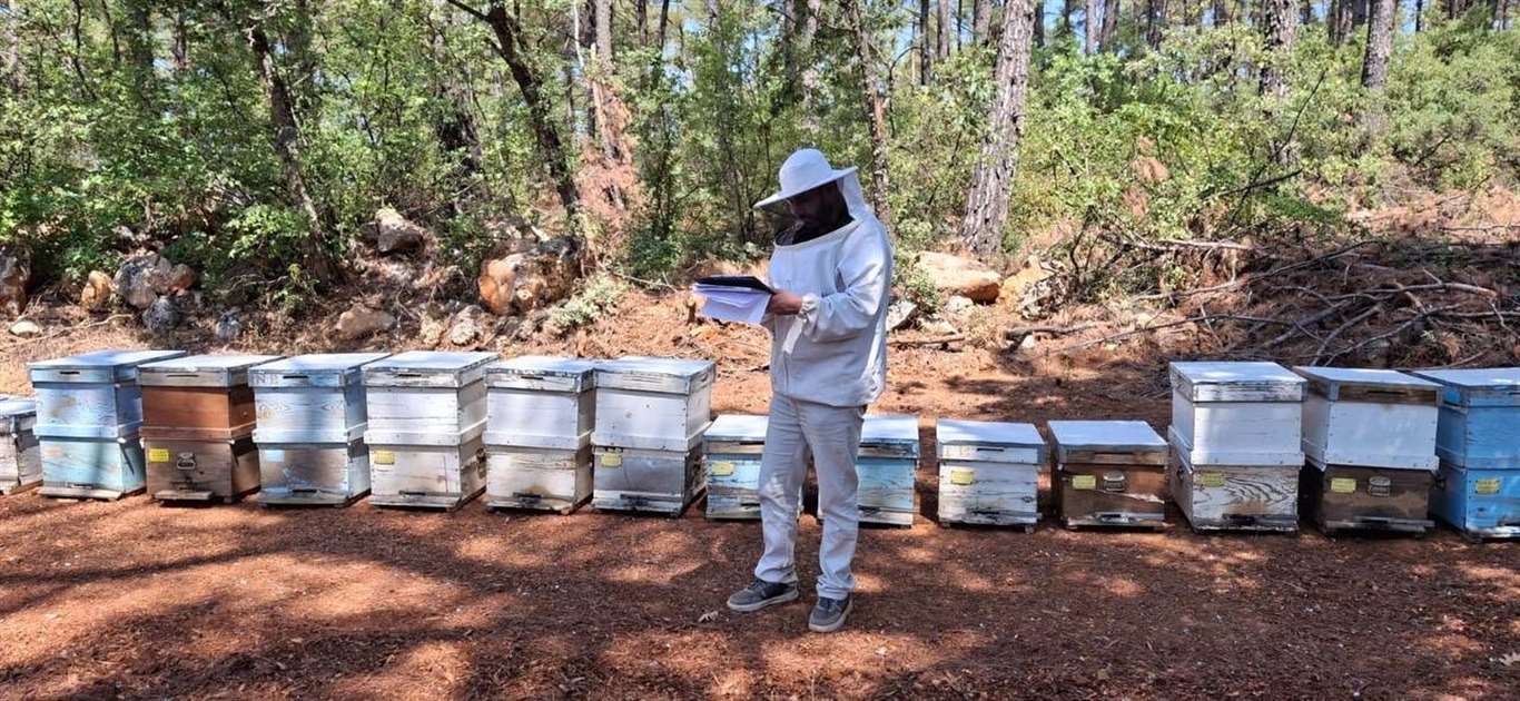          Menteşe'de arılı kovan destekleme tespitleri başladı haberi