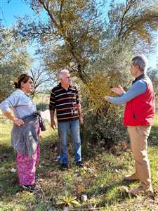 Menteşe'de zeytin üreticilerine saha eğitimi ve denetim çalışmaları sürüyor haberi