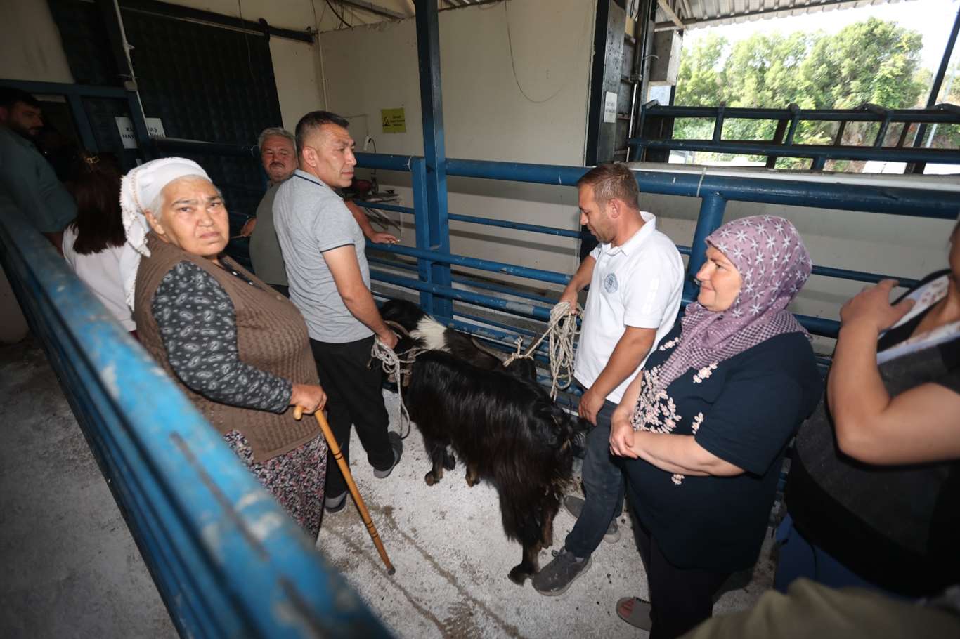 Büyükşehir mezbahalarında bayramda 1543 hayvan kesildi haberi