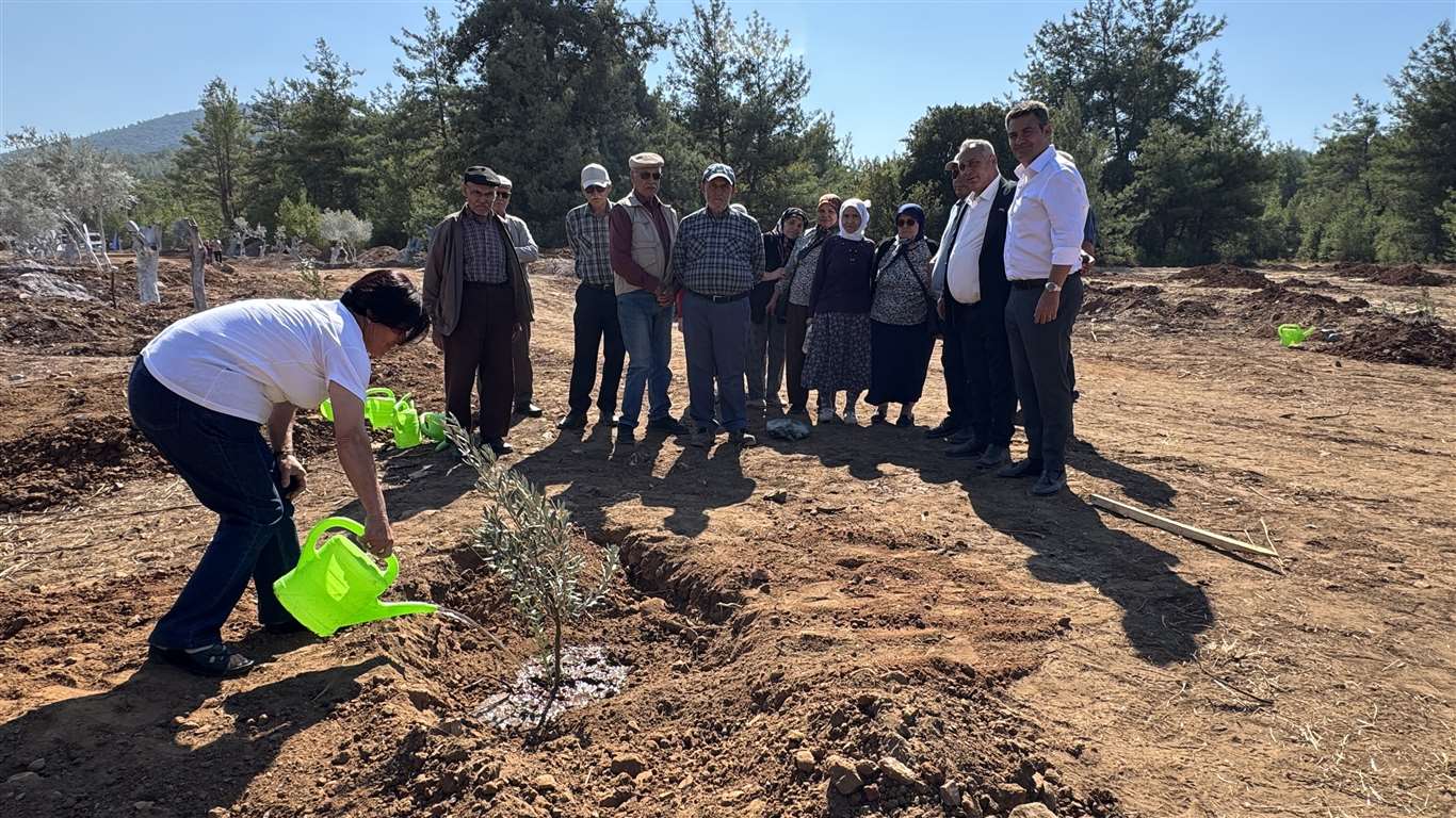       Milas'ta 300 zeytin fidanı toprakla buluştu haberi