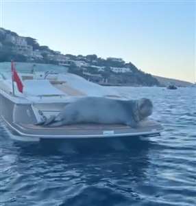  Akdeniz Foku'nun motoryat keyfi haberi