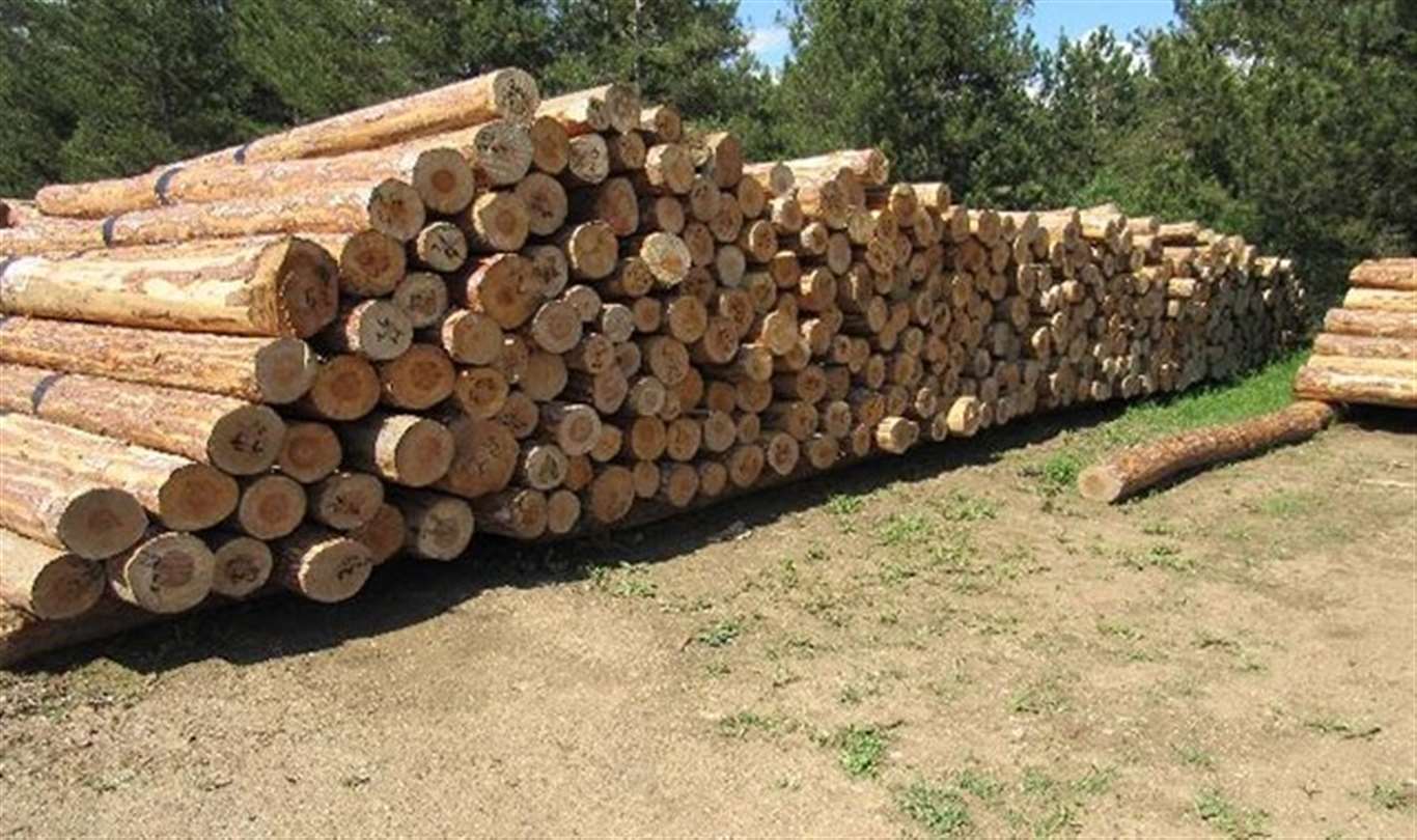       Orman emvali istifleme hizmeti alınacaktır haberi