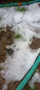 Ortaca'da kuvvetli yağışın ardından dolu etkili oldu haberi